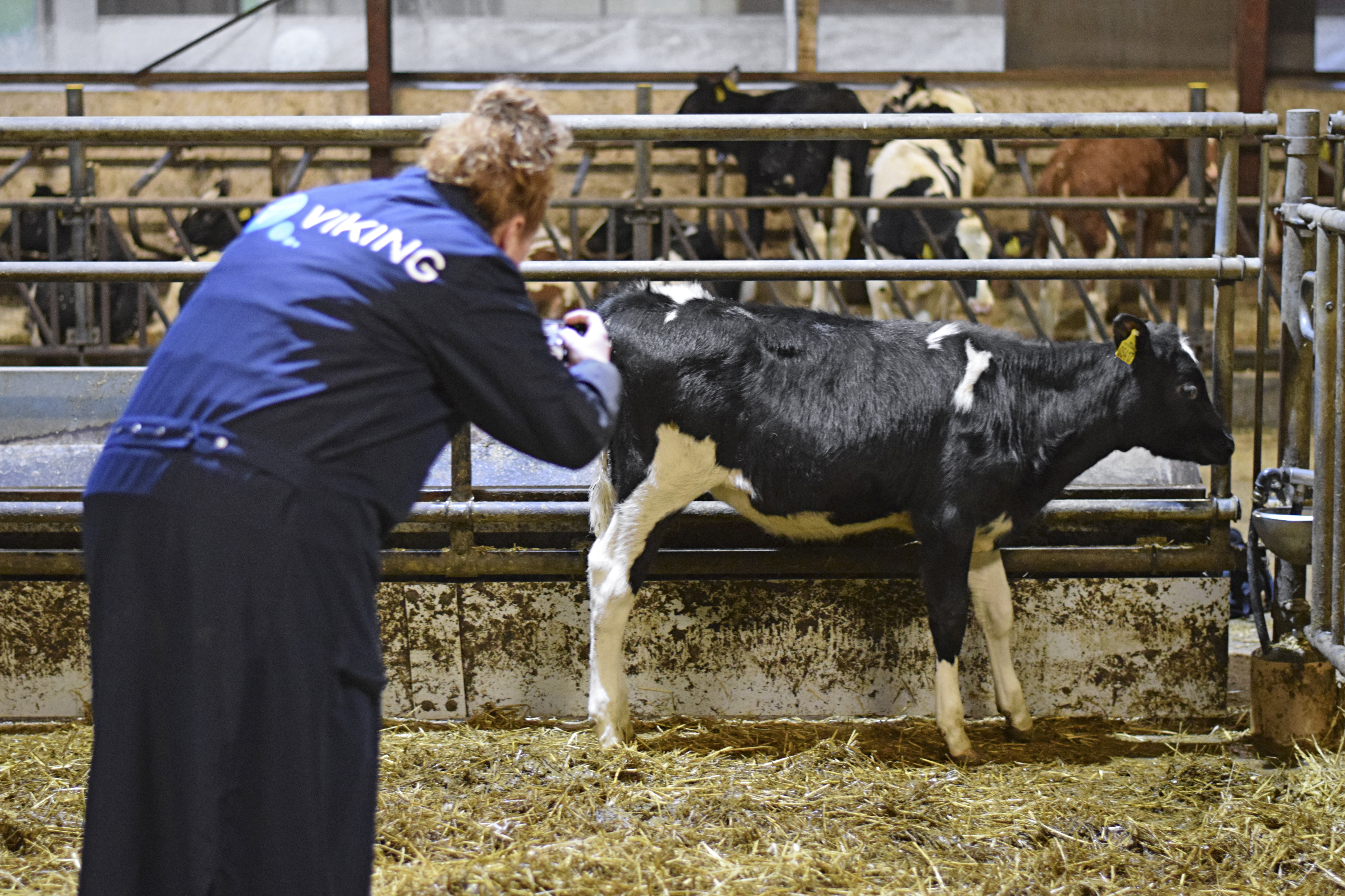 Opkøb Af Embryoner Billede1a