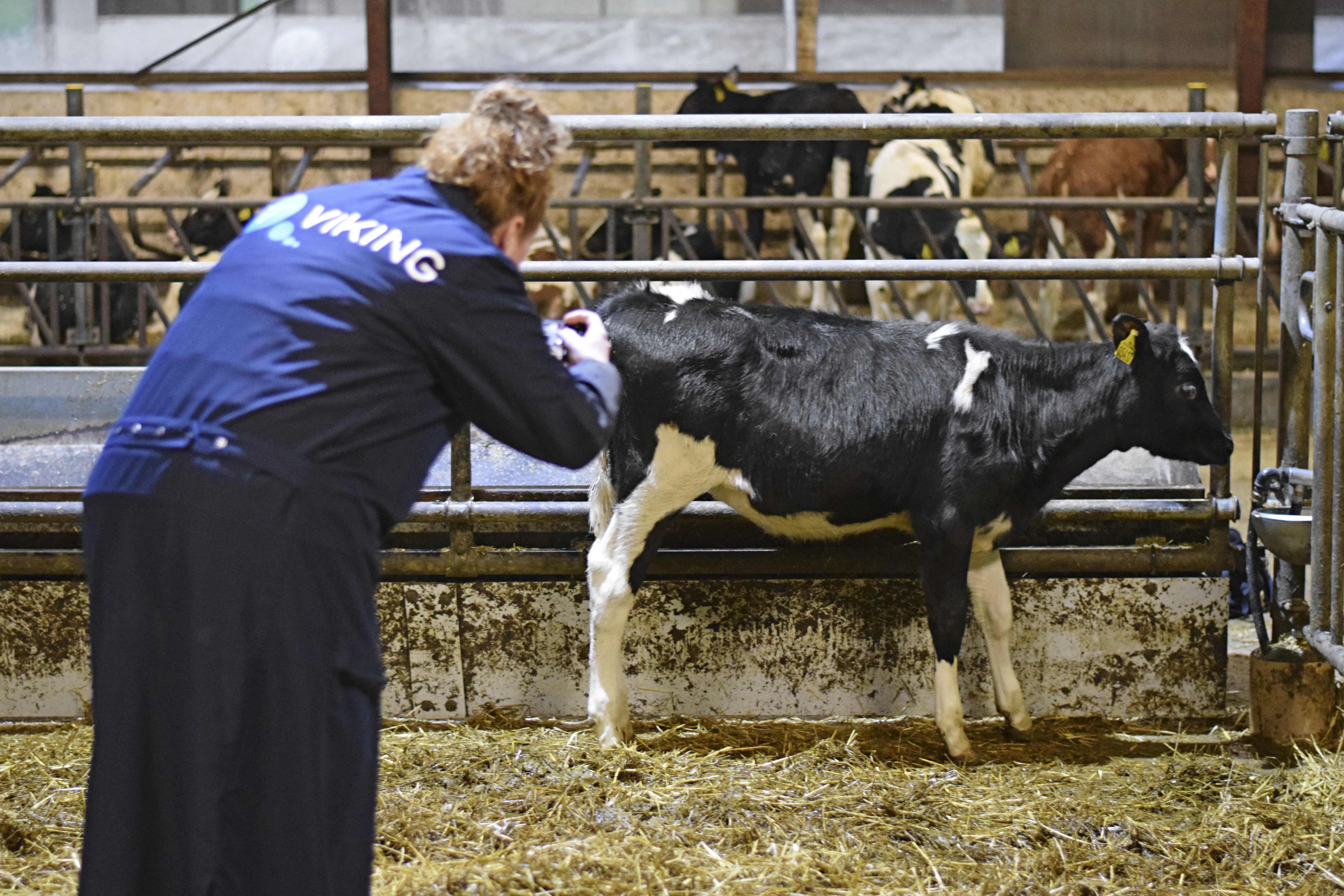 Opkøb Af Embryoner Billede1a
