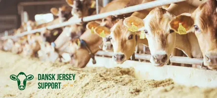Indkaldelse Til Generalforsamling 2025 I Dansk Jersey Support