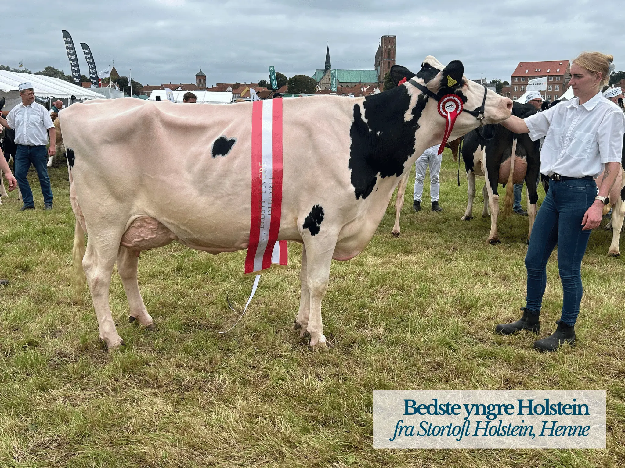 Bedste Yngre Holstein, Ribe Dyrskue 2025