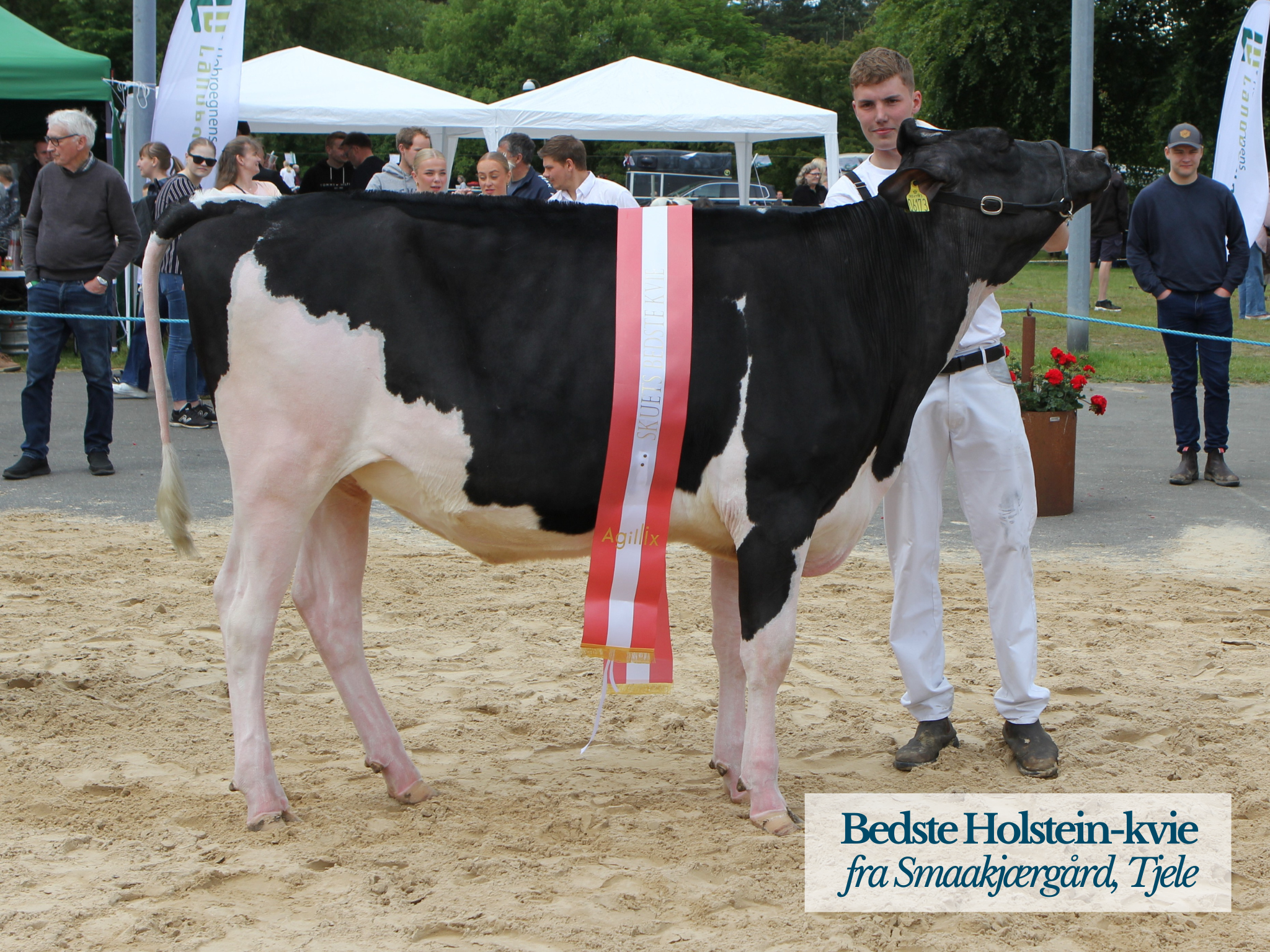 Bedste Holstein Kvie, Hobro Dyrskue