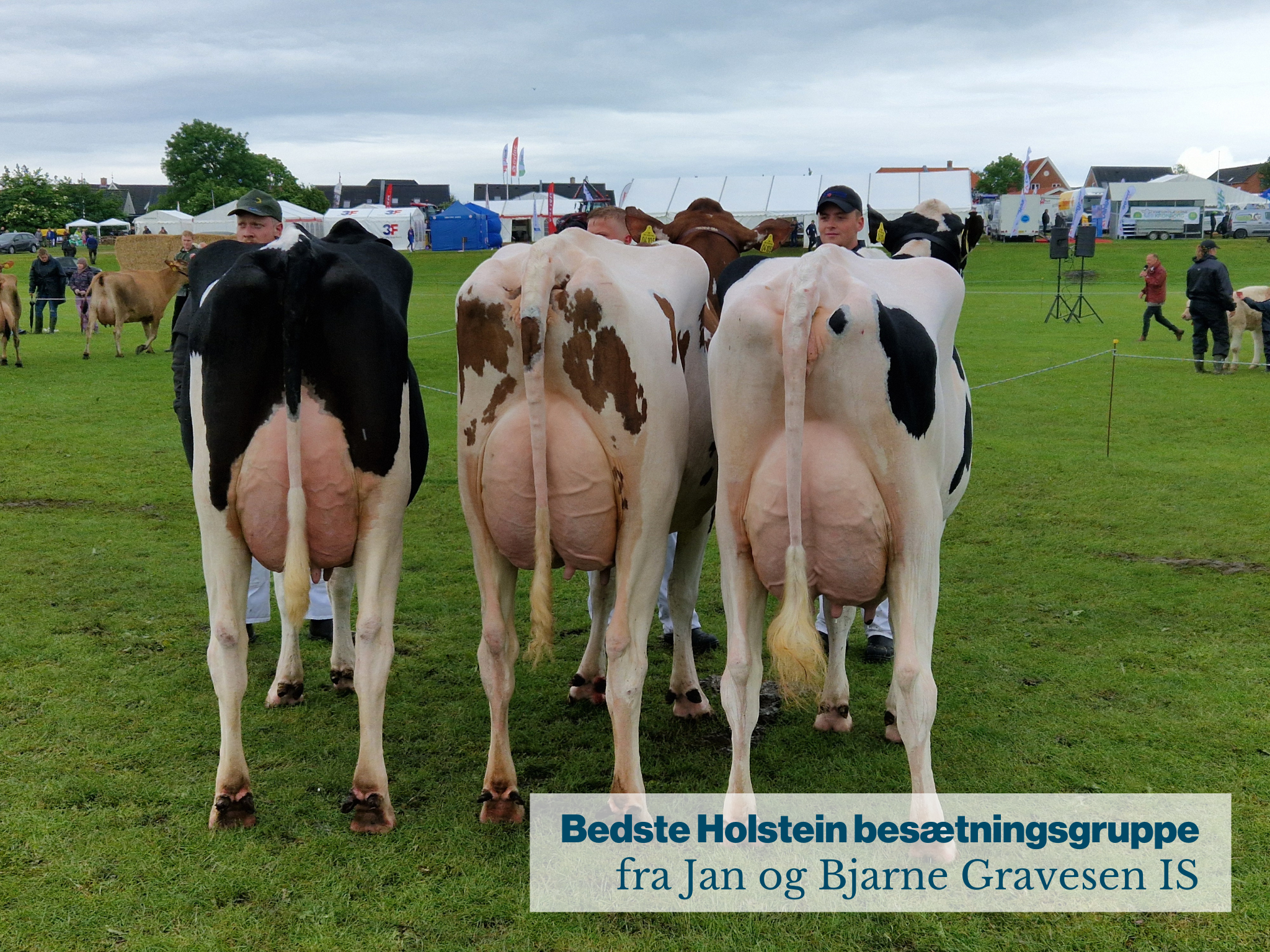 Bedste Holstein Besætningsgruppe