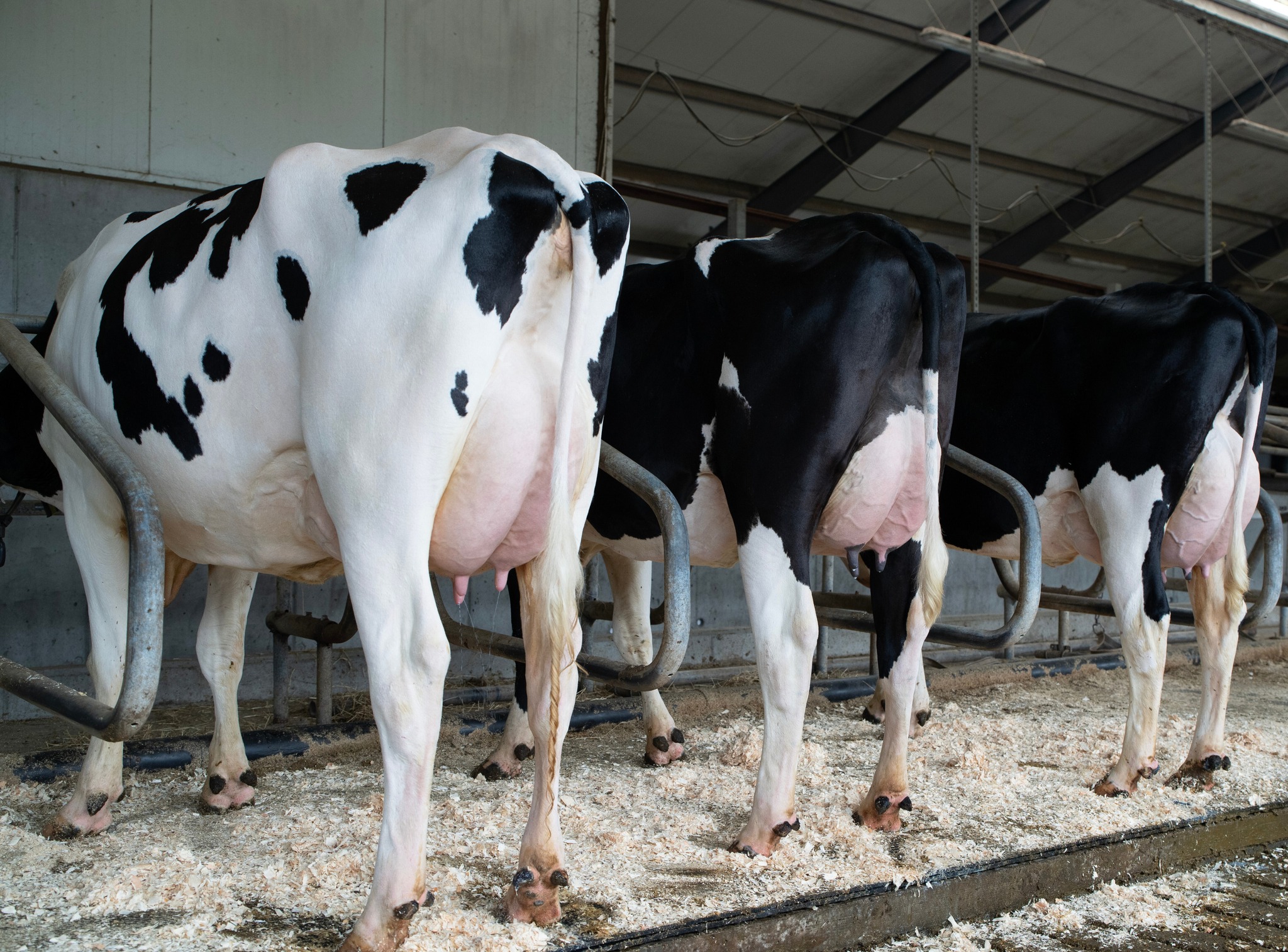 Flotte VH Hilmar Døtre