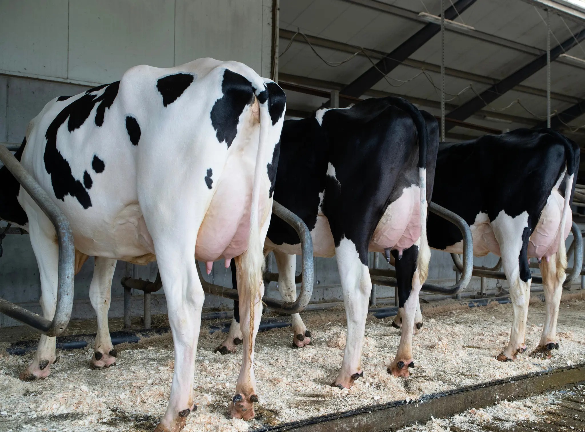 Flotte VH Hilmar Døtre