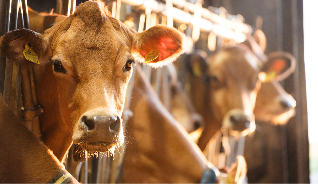 Jersey Køer Der Kigger