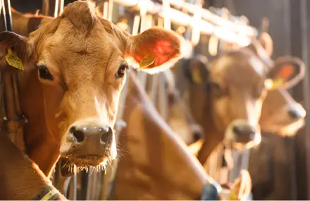 Jersey Køer Der Kigger