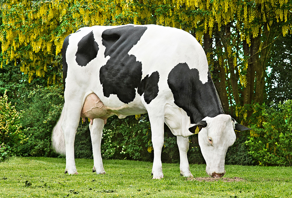 Crasat Daughter No 32445 4526 Procross1 From Sjaak And Jacqueline Bosma Farsø Scenic Srgb Web