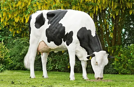 Crasat Daughter No 32445 4526 Procross1 From Sjaak And Jacqueline Bosma Farsø Scenic Srgb Web