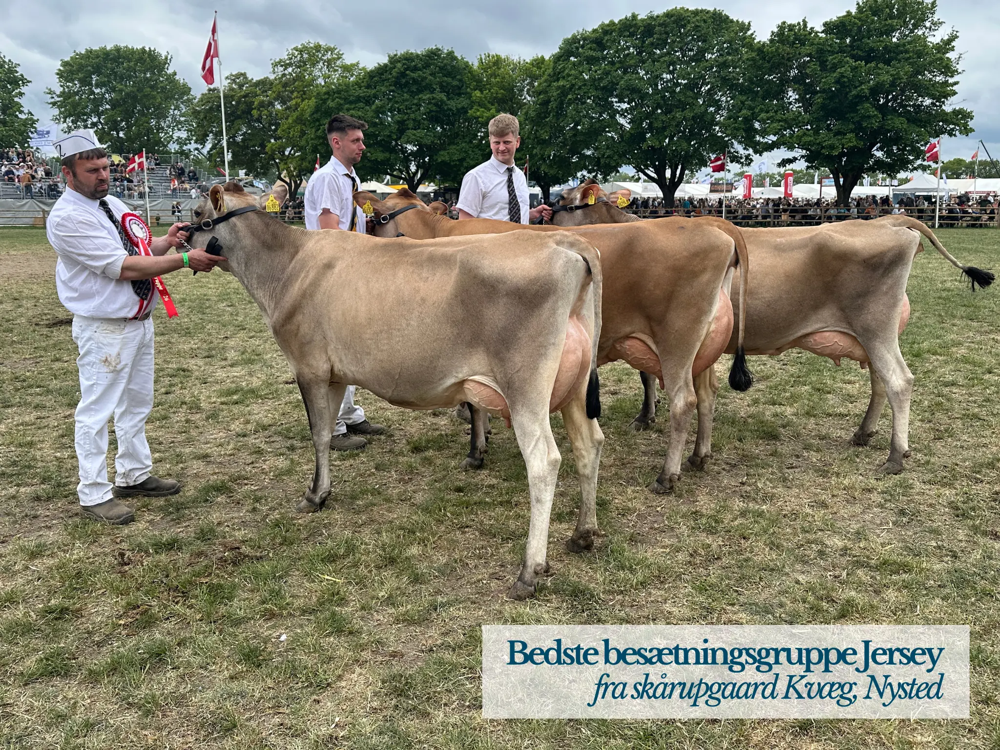 Bedste Besætningsgruppe Jersey På Roskilde Dyrskue 2026