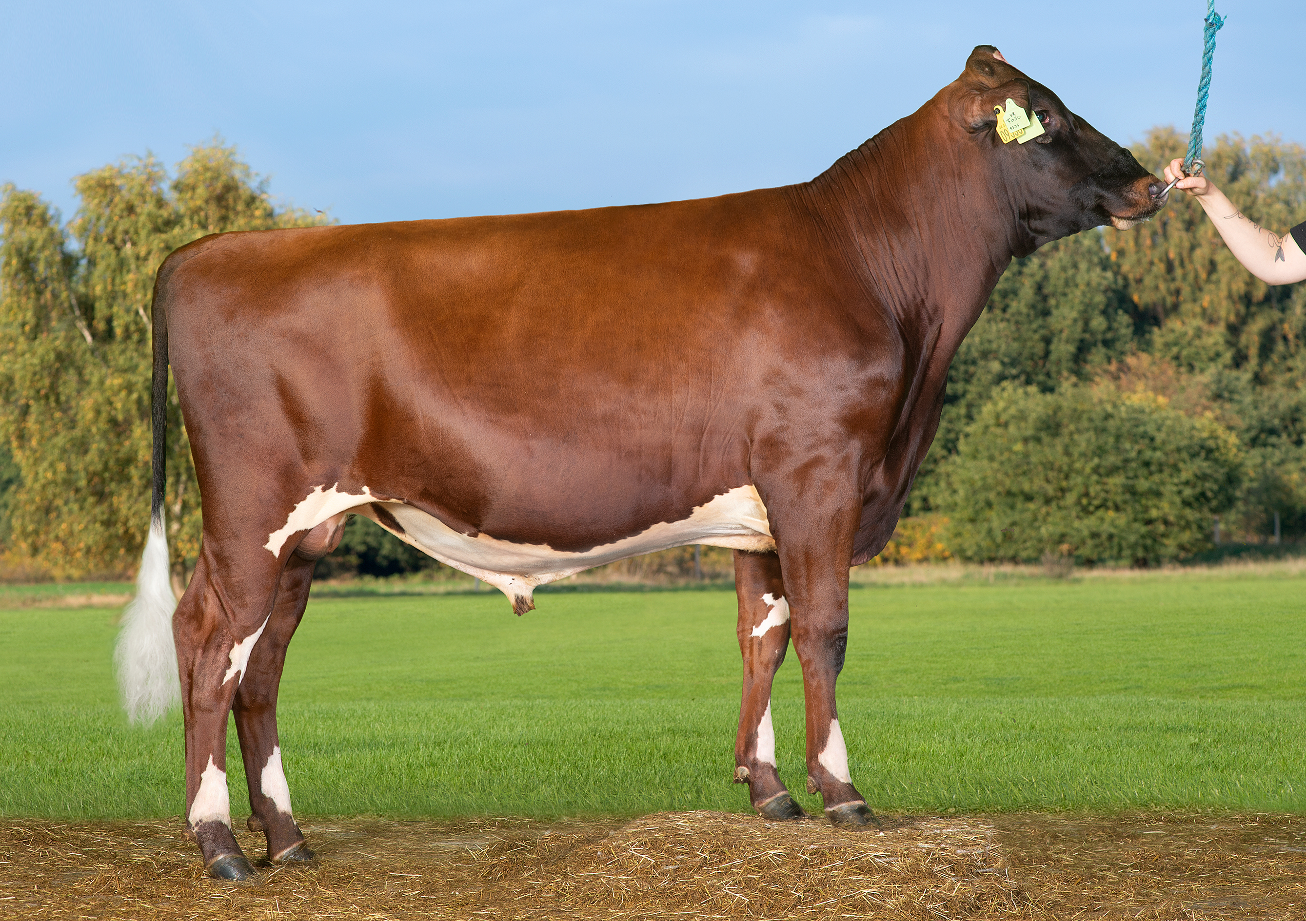 VR Fosu PP (VR Fin PP)