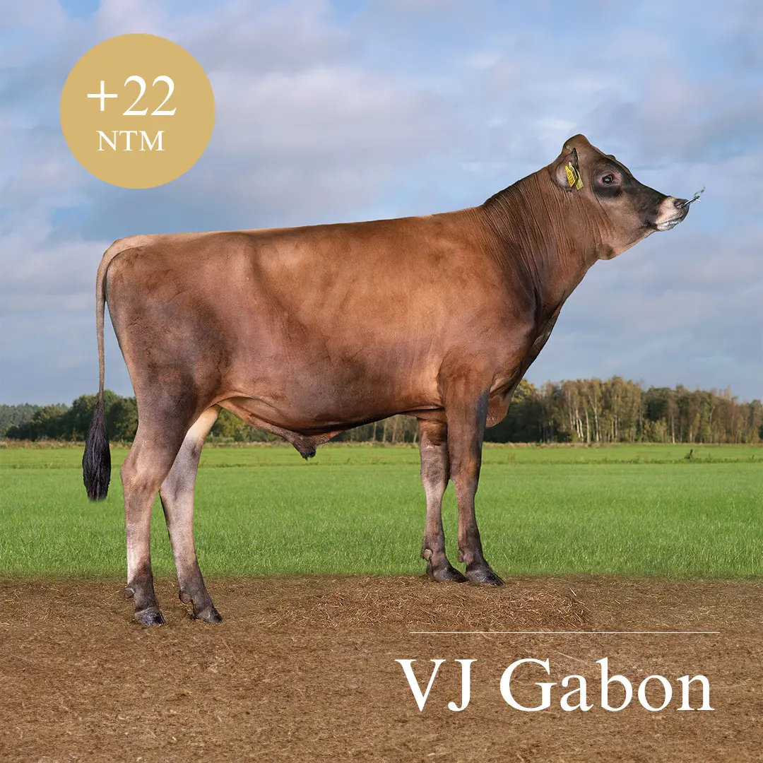 VJ Gabon
