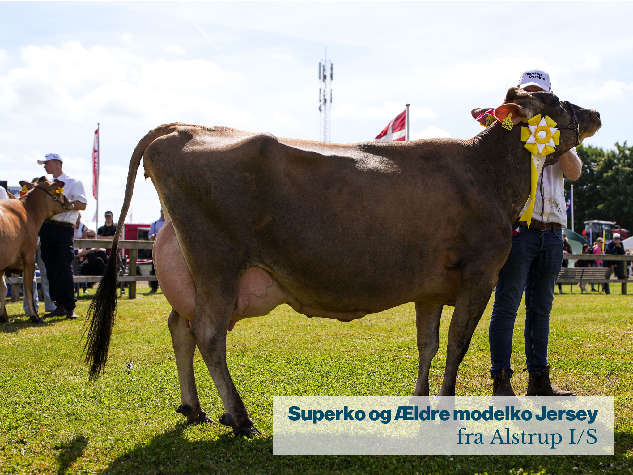 Superko Og Ældre Modelko Jersey