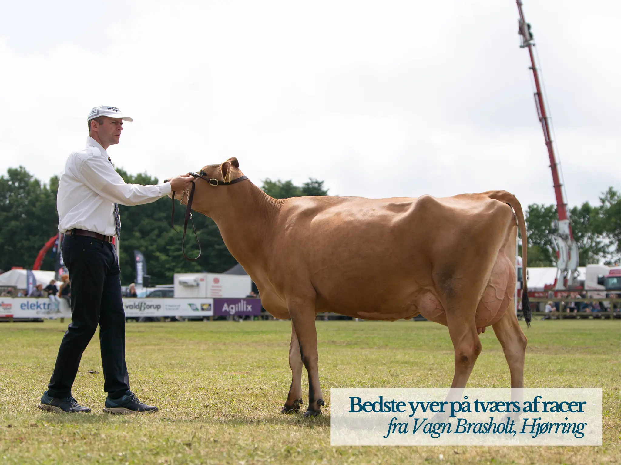Bedste Yver På Tværs