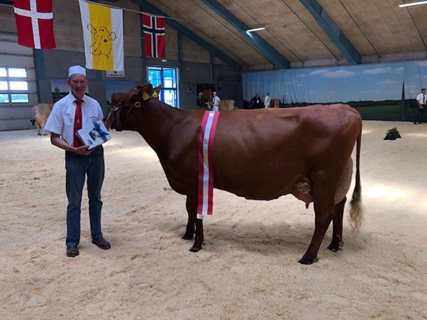 Ældre Model Blev 3. Kalvs VR Vals Torben Vincents.  Bedste Yver Titlen,