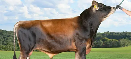 VJ Jojo (VJ Jocko) Forside