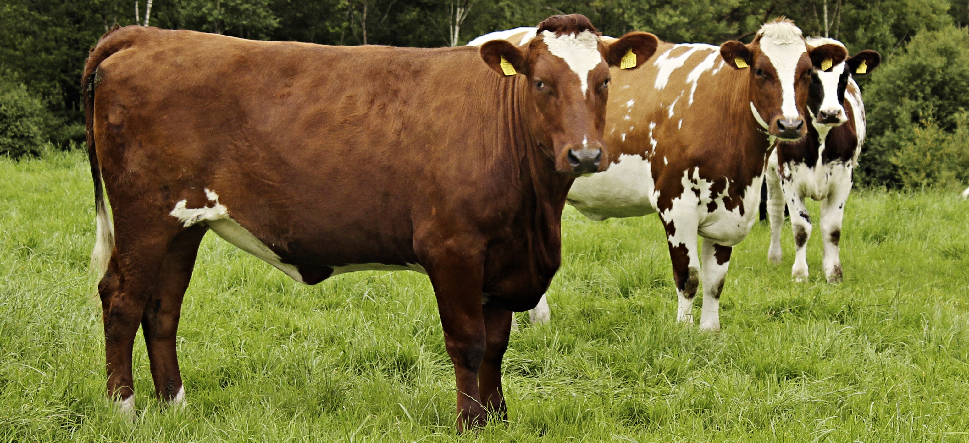 Adam Longwell Forside