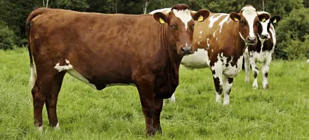 Adam Longwell Forside