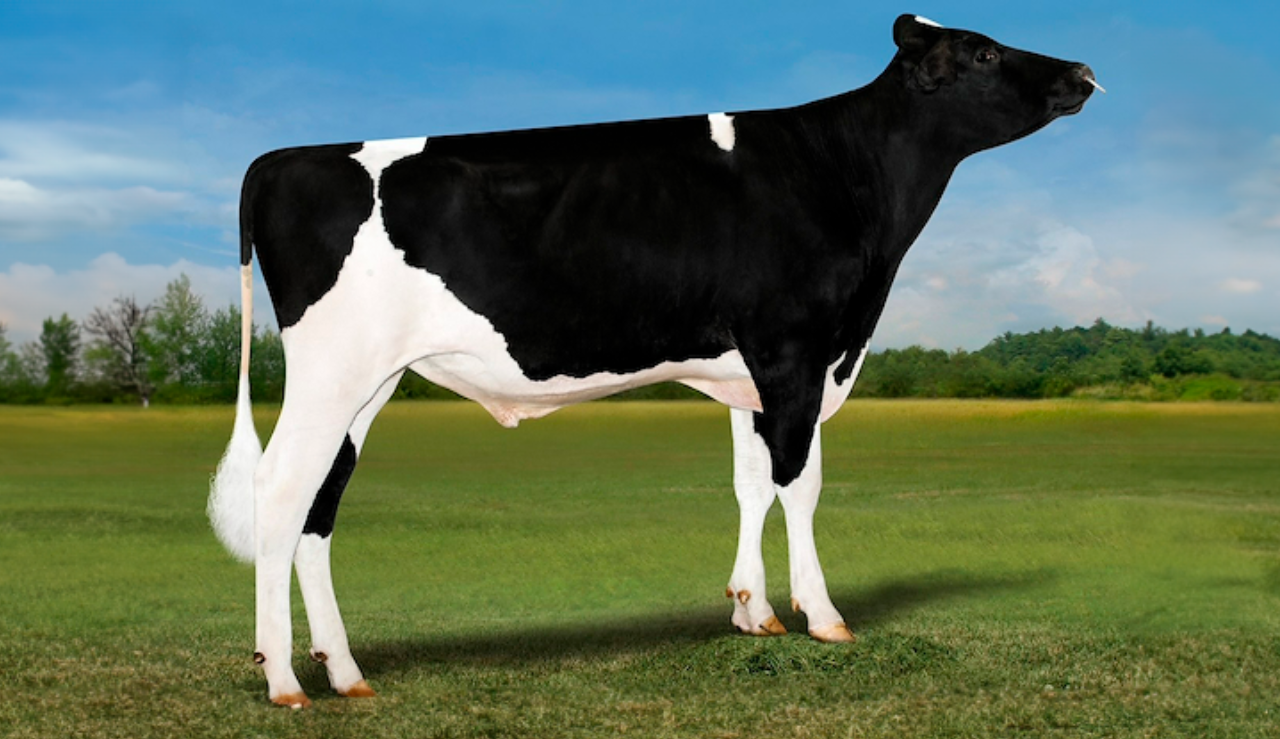 VH Mumford Med Naturbaggrund