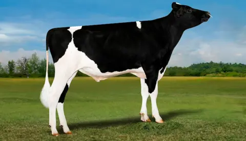 VH Mumford Med Naturbaggrund