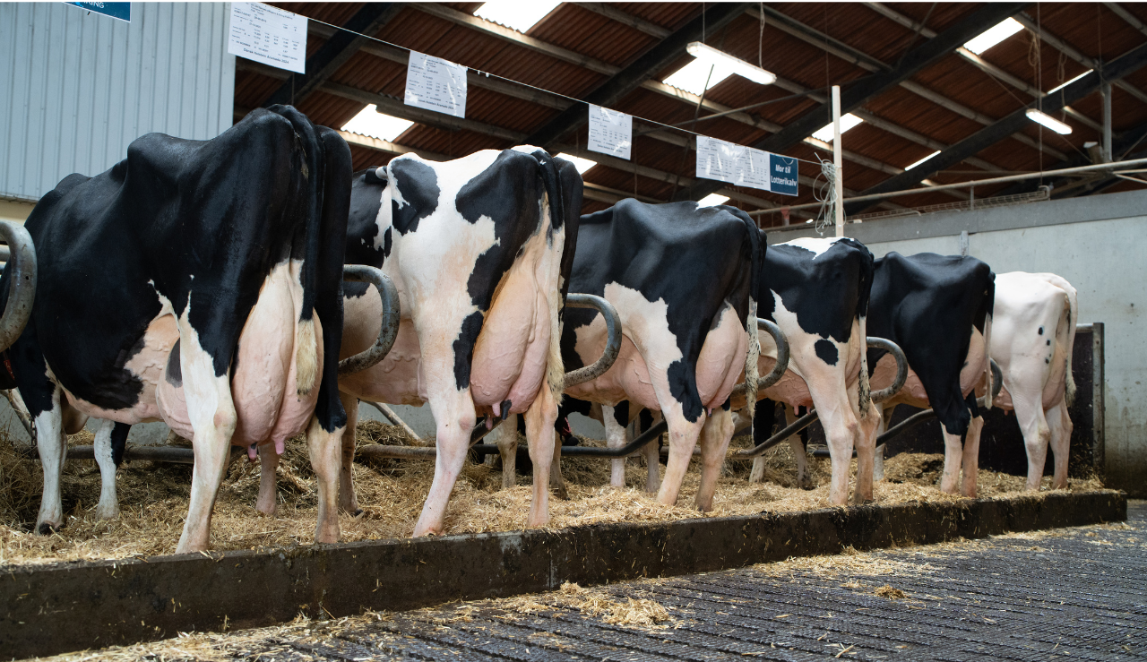 Køer På Linje I Stalden