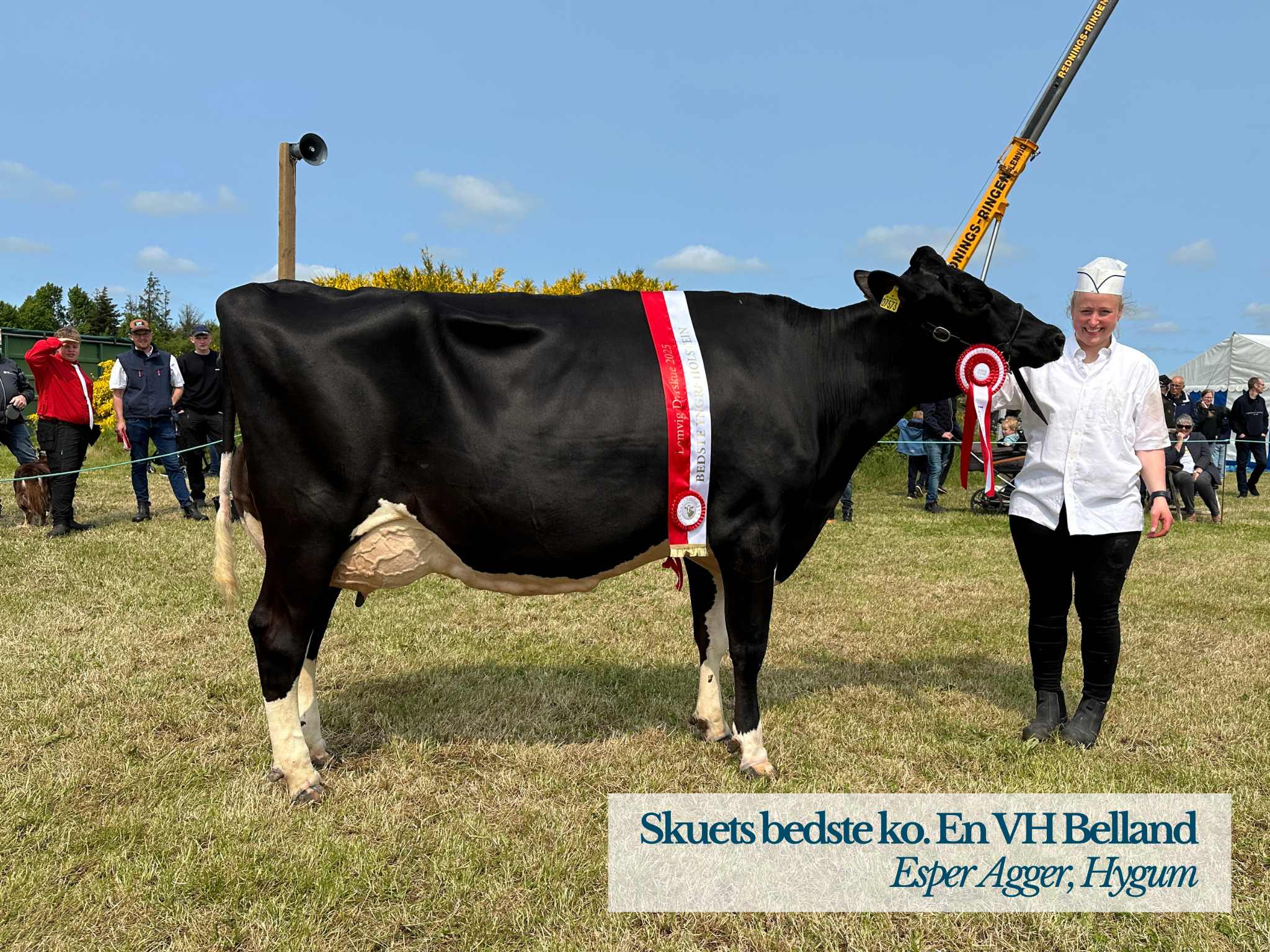 Skuets Bedste Ko. En VH Belland Fra Esper Agger, Hygum