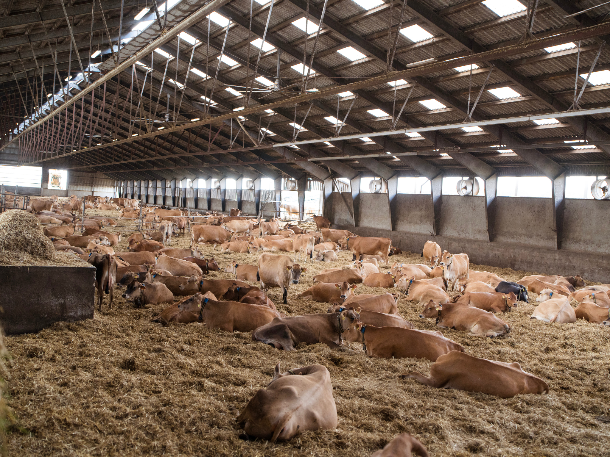 Jersey Verdenskongres 25