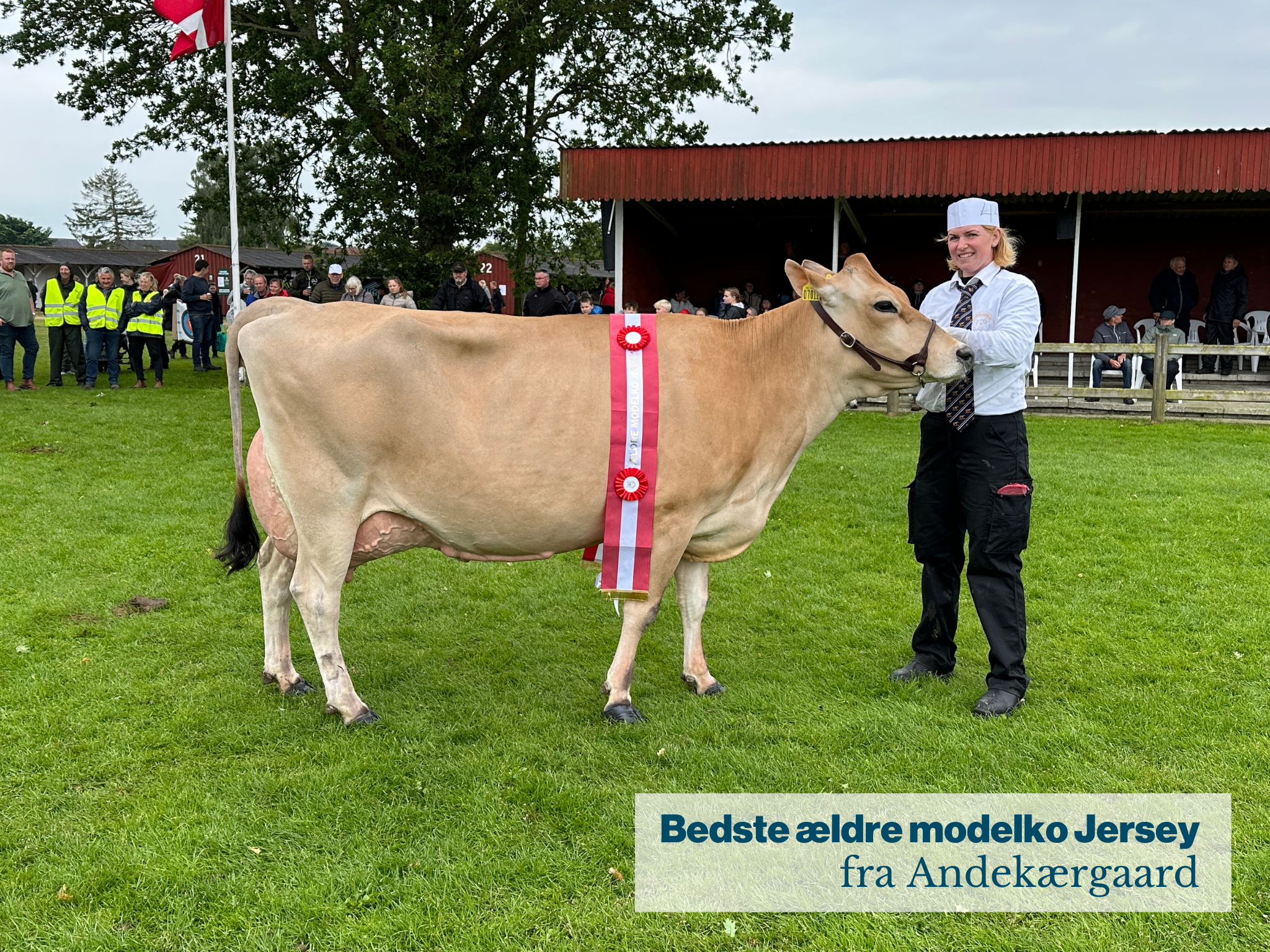 Bedste Modelko Jersey Fra Andekærgaard