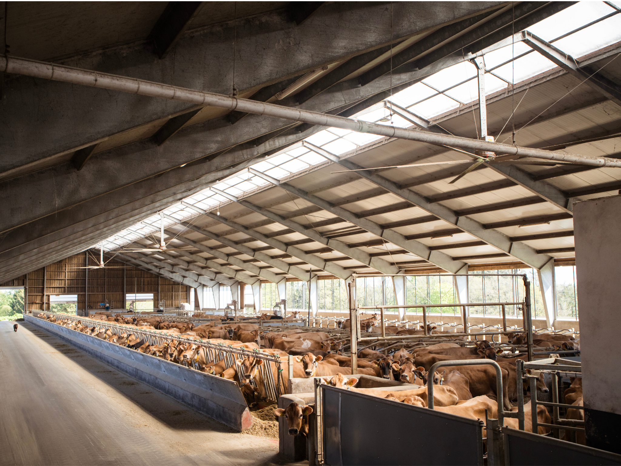 Jersey Verdenskongres 3