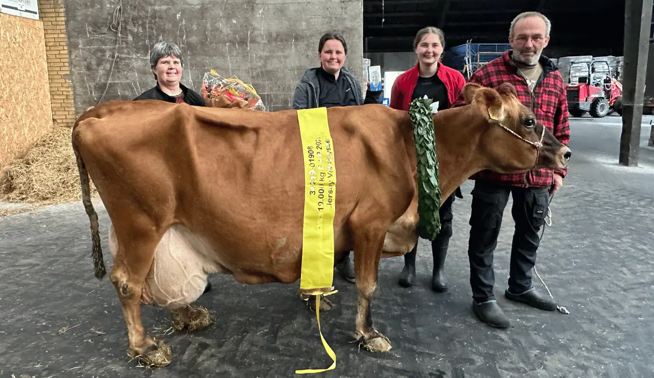 Ko Nr. 1908 Hædret For 10.000 Kg Fedt Og Protein