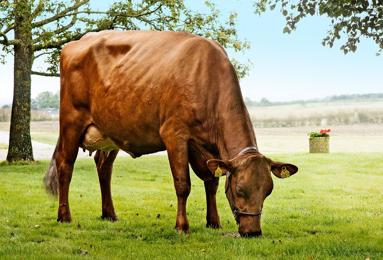 Vr Froerup Daughter No 31634 2873 From Terkel Frandsen Hobro Scenic Vn Srgb Web