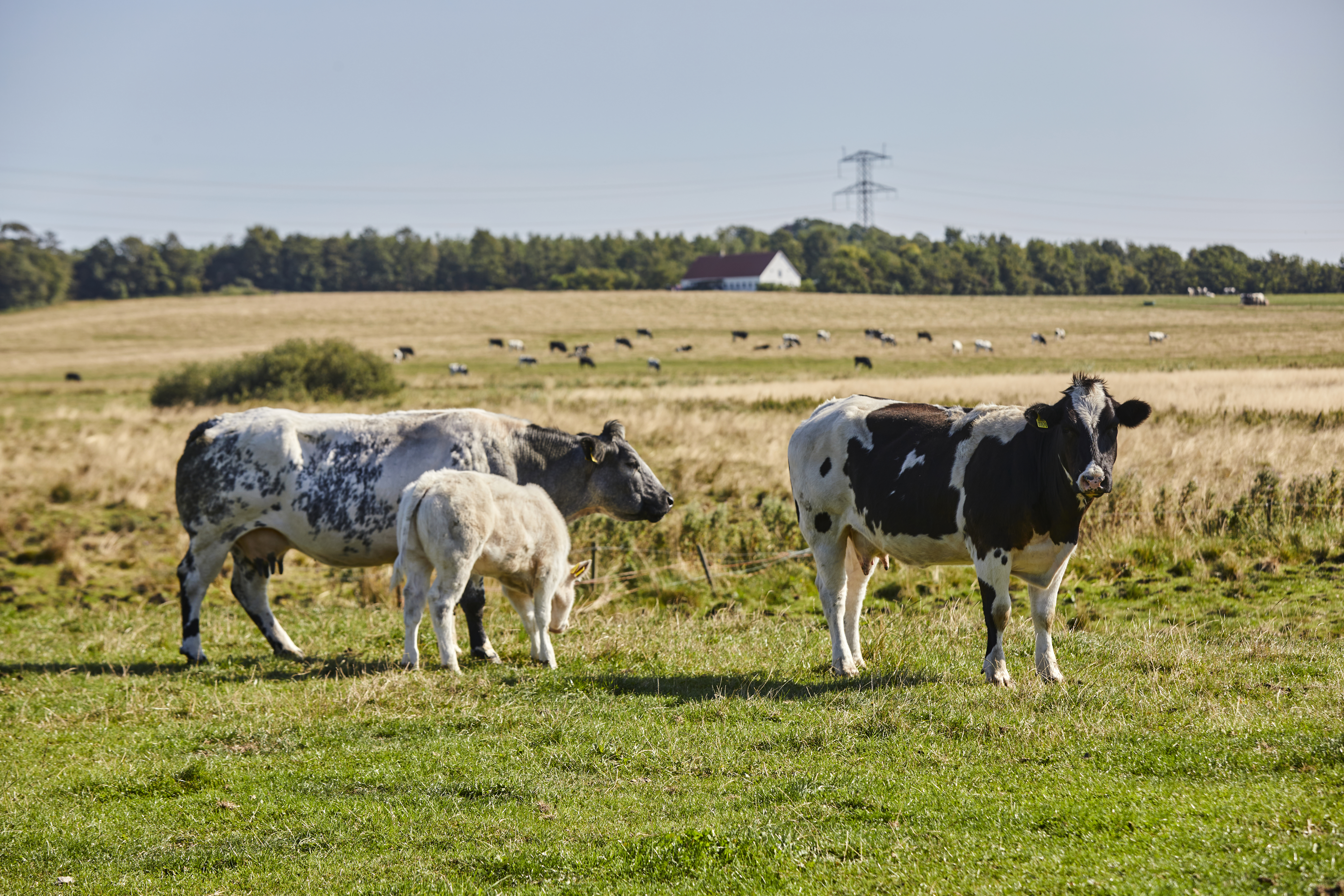 Danish Blue Niels Christian Thomsen, Nibe, Denmark, 21