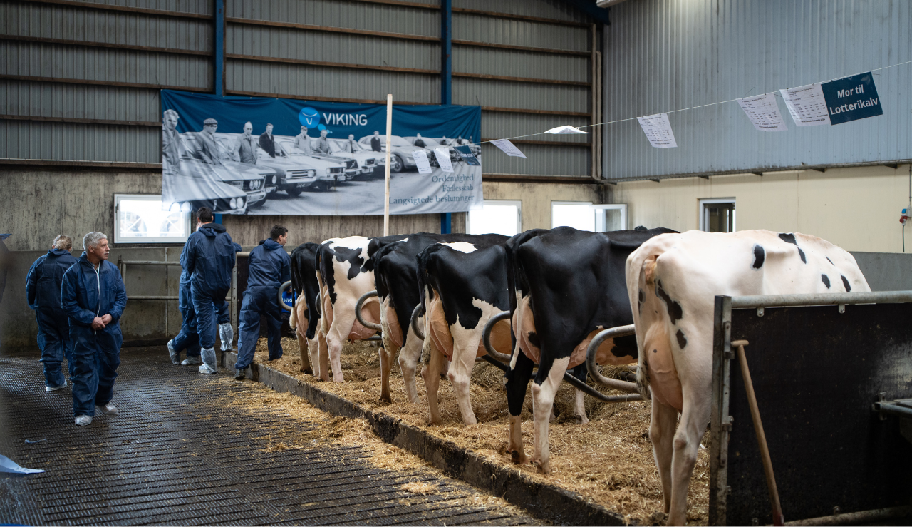 Holsteinkøer På Række Med Inseminørbanner I Baggrunden