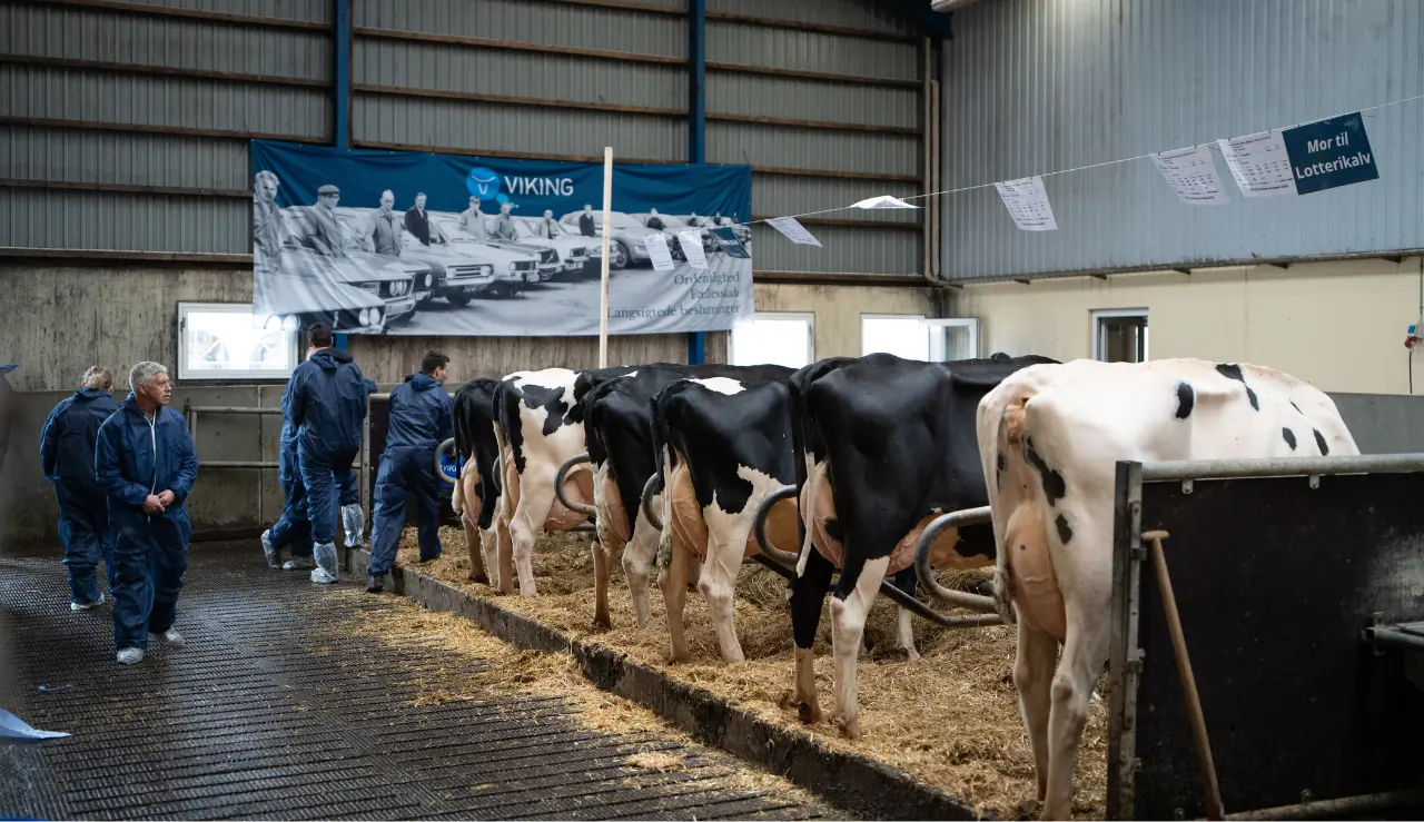 Holsteinkøer På Række Med Inseminørbanner I Baggrunden