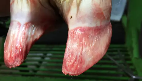 Anatomi Klov Lameller 4