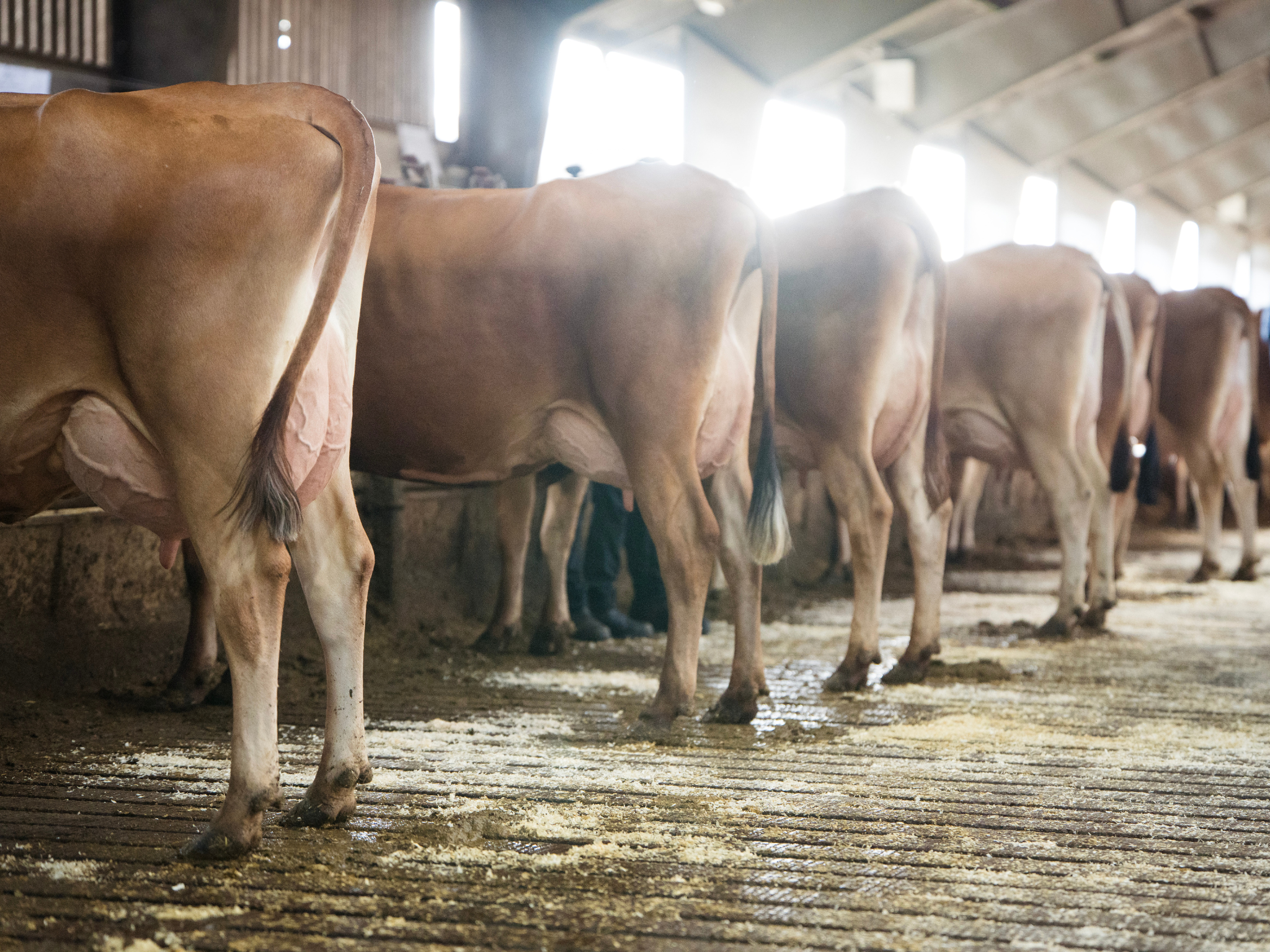 Jersey Verdenskongres 26