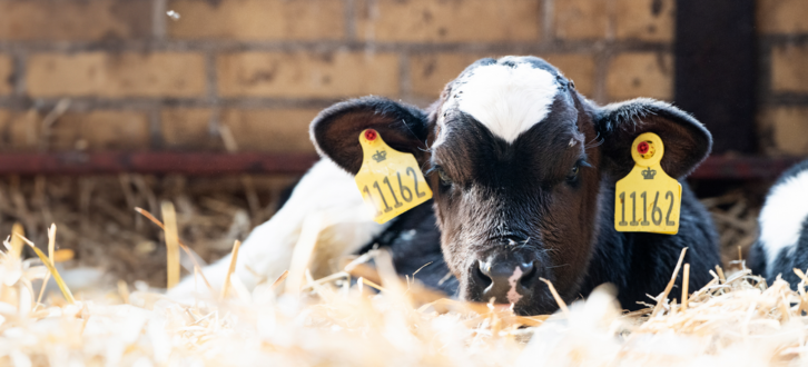 En Afslappet Kalv, Der Nyder Tilværelsen