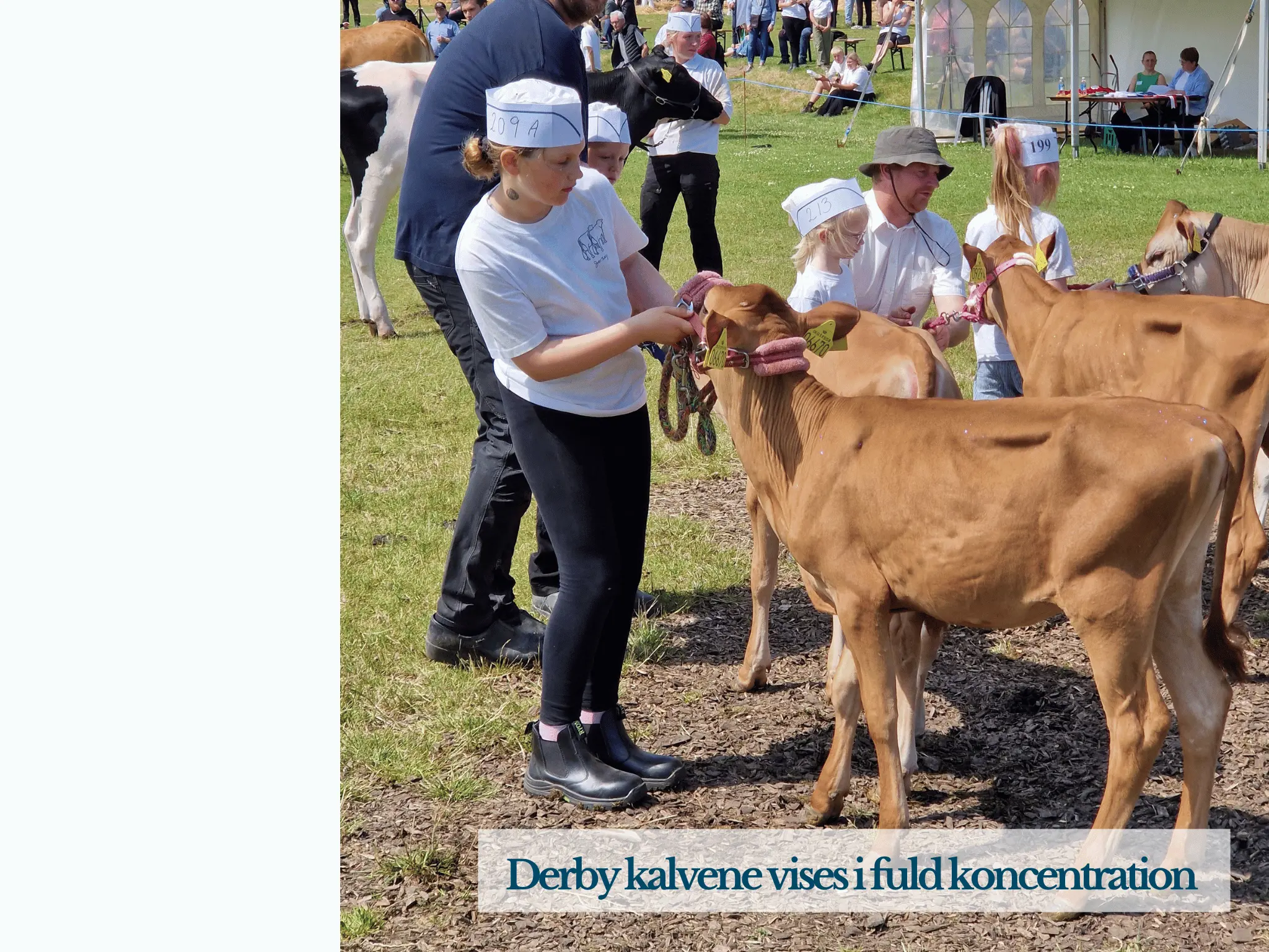 Derby Kvier, Thy Mors Dyrskue 2025