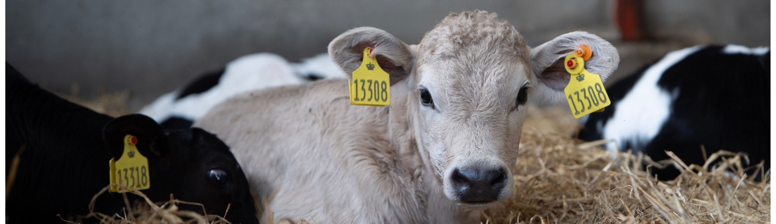 Webinar Om X Indekset (Af NAV)