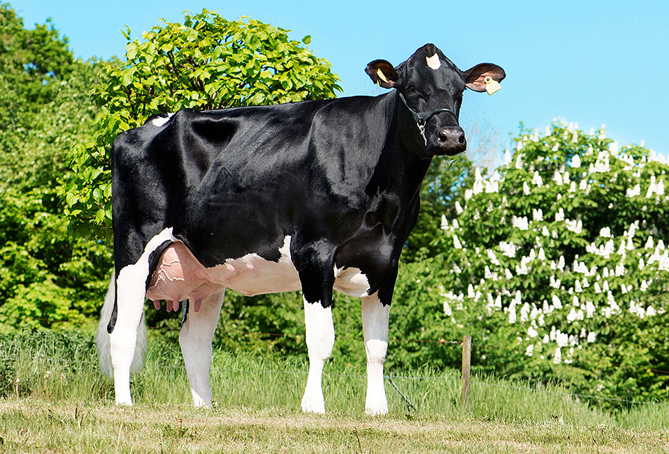 Vh Cosmo Daughter1 No 33456 3465 From Vagn Petersen Hobro Scenic Vn Srgb Web