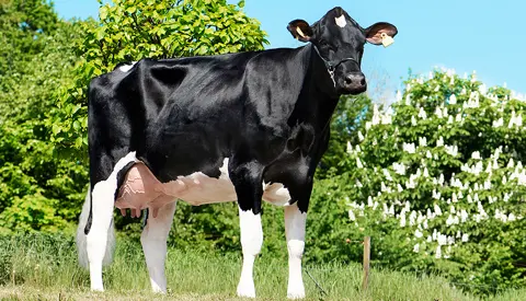 Vh Cosmo Daughter1 No 33456 3465 From Vagn Petersen Hobro Scenic Vn Srgb Web