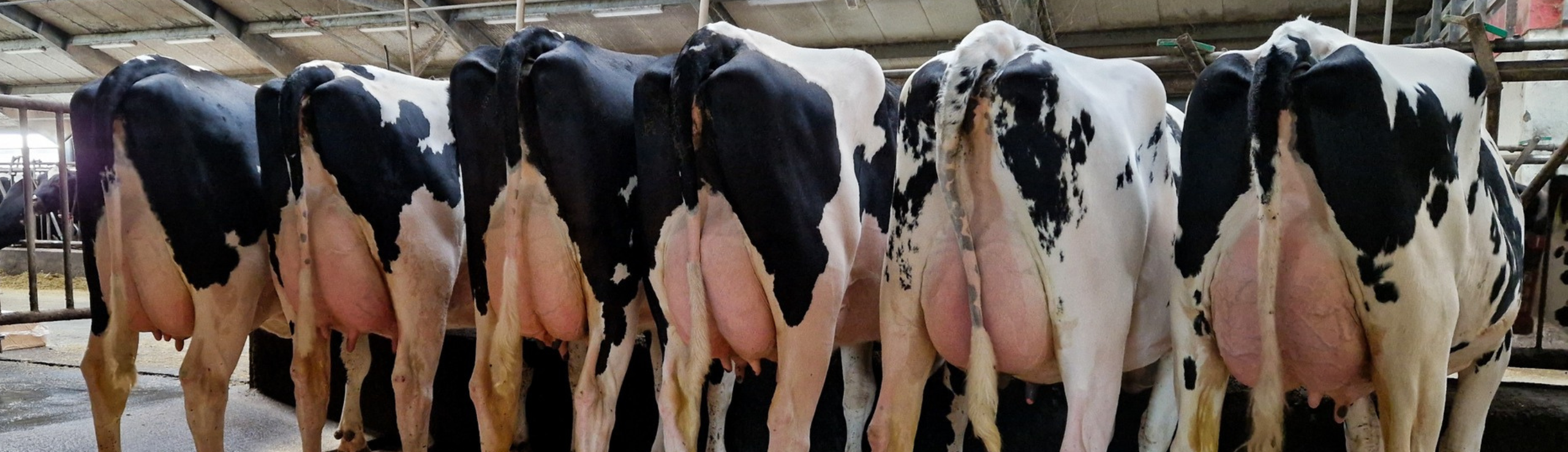 En Flot Række Holstein Køer