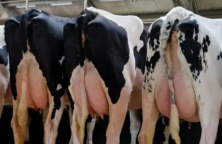 En Flot Række Holstein Køer