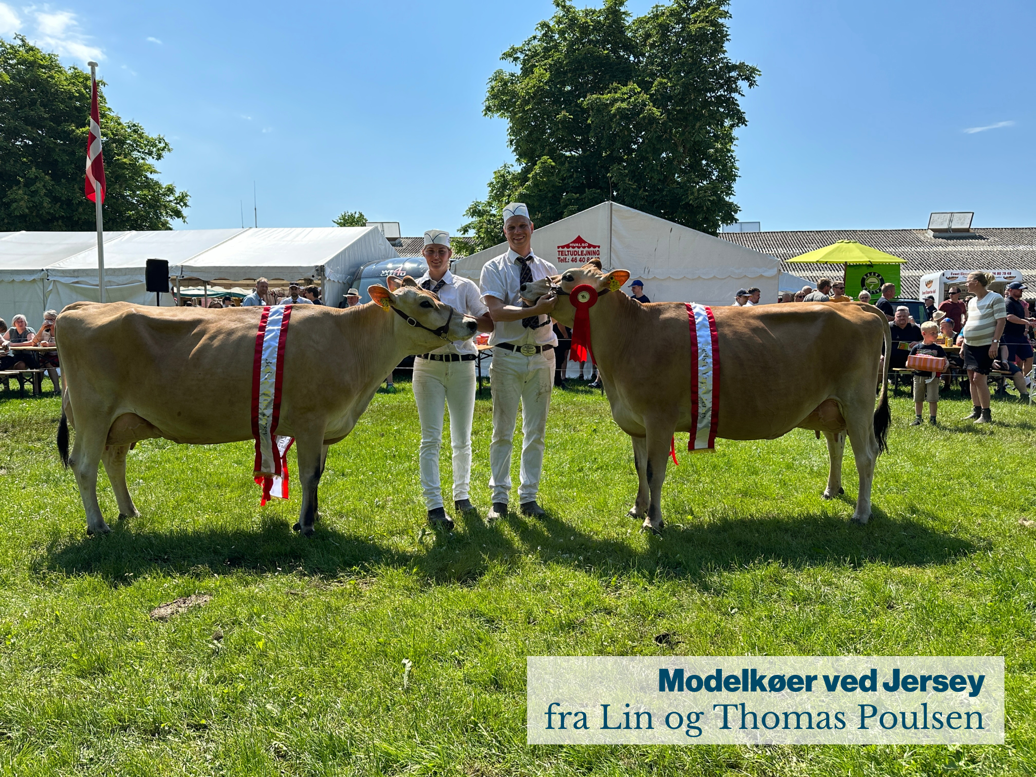 Modelkøer Ved Jersey