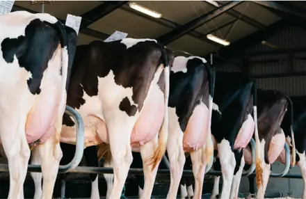 Flot Række Holsteinkøer Fra Holstein Årsmøde