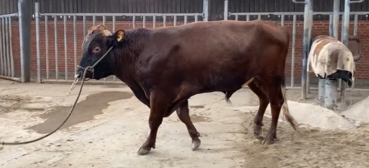 VR Holt På Vikinggenetics