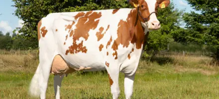 Rød Holstein