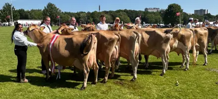 Bedste Besætningsgruppe Jersey På Det Fynske Dyrskue 2025