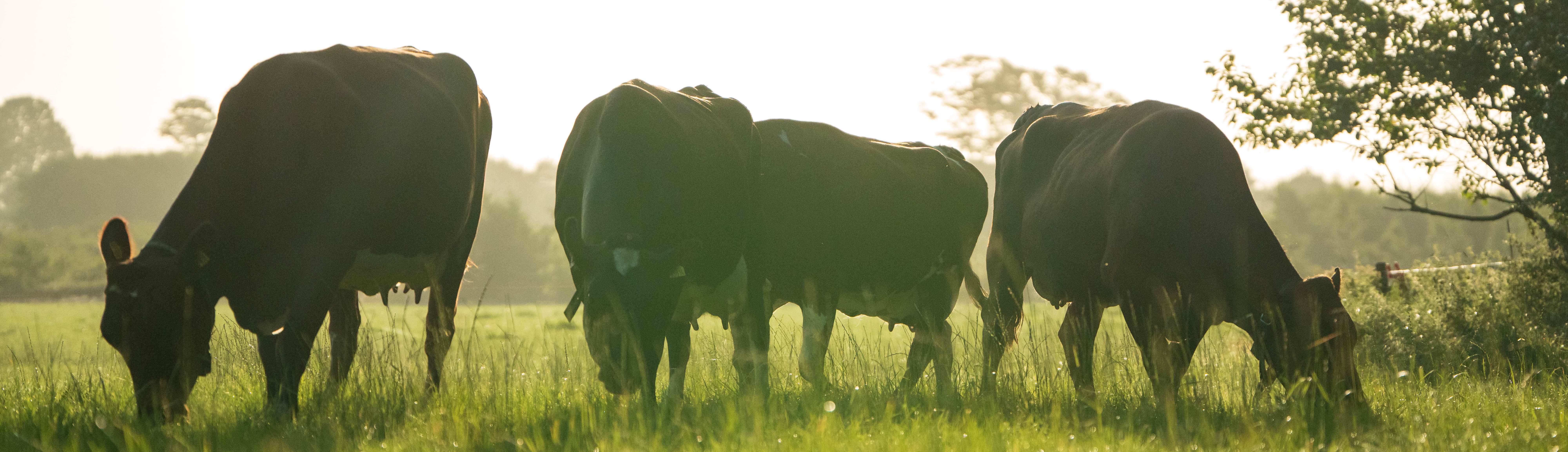 20 Procent Mindre Metan Gennem Avlen