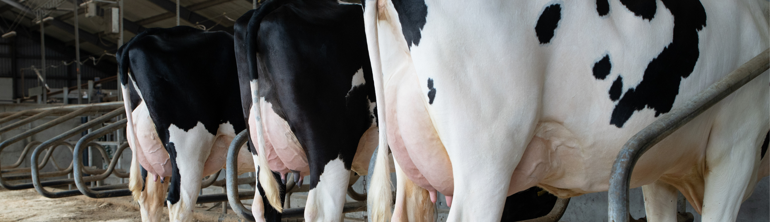 Holsteinkøer På Stribe