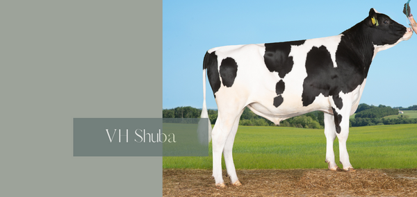 Vh Shuba 3